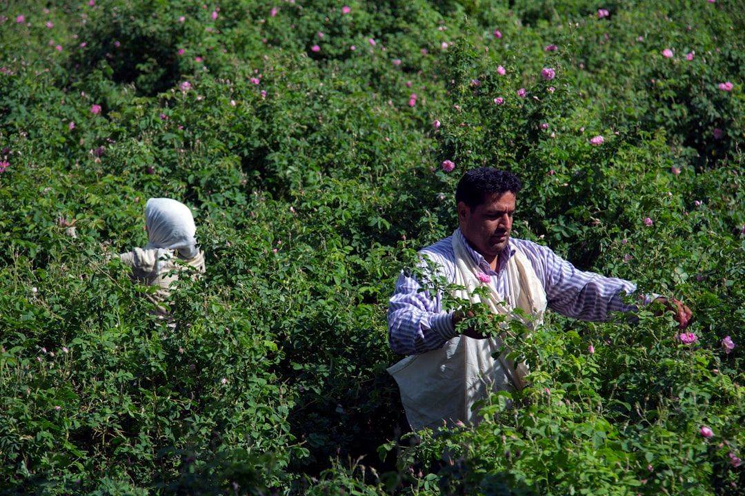 Golabgiri ("making Rosewater") is a ceremony taking place annually from mid-May to mid-June in Kashan, Isfahan Province, Iran. (photographie d’illustration)