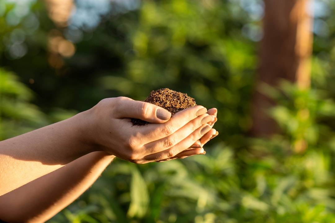 person holding brown dried leaf (photographie d’illustration)