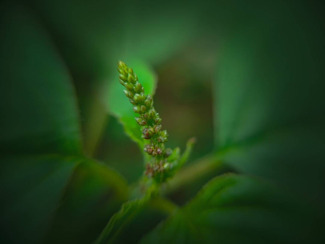 a close up of a green plant with leaves (photographie d’illustration)