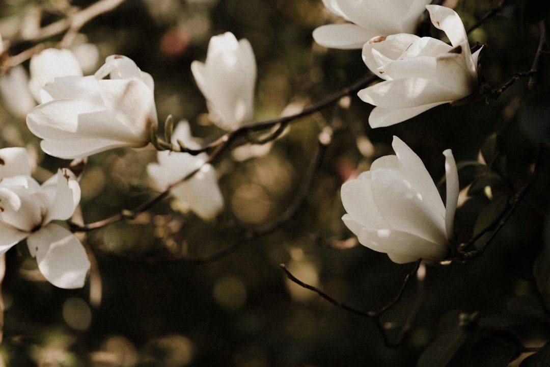 white flowers in tilt shift lens (photographie d’illustration)