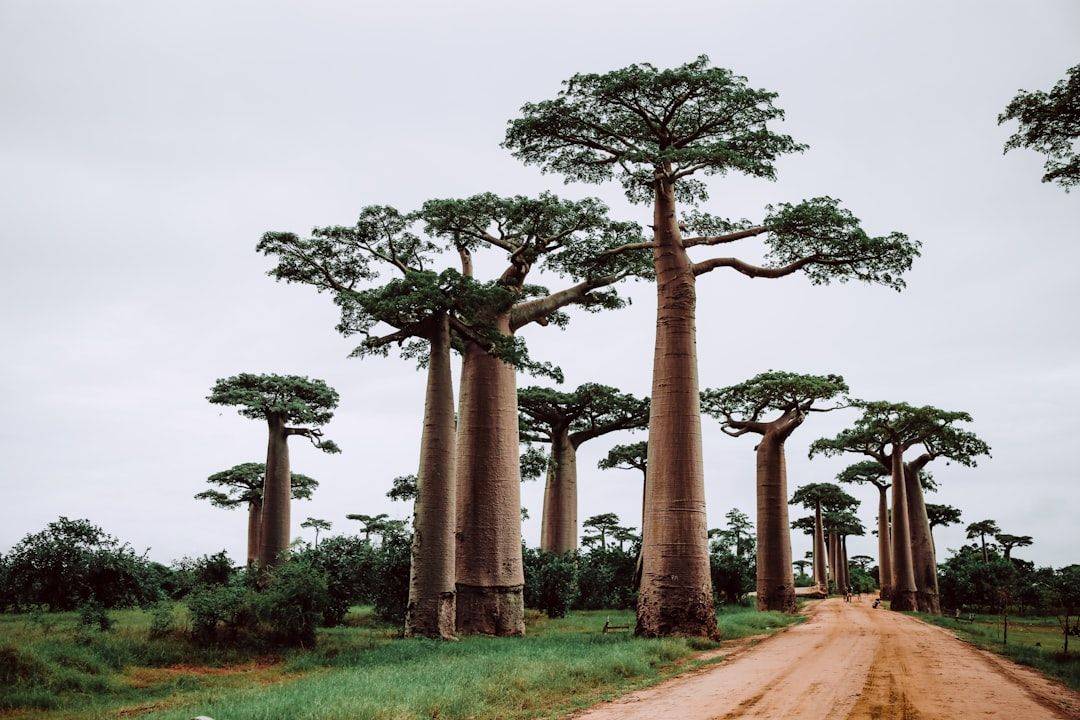 trees near pathway during daytime (photographie d’illustration)