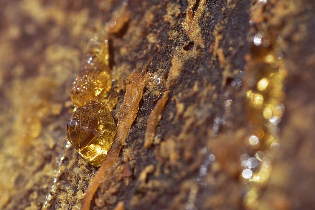 Drop of resin on the pine bark (photographie d’illustration)
