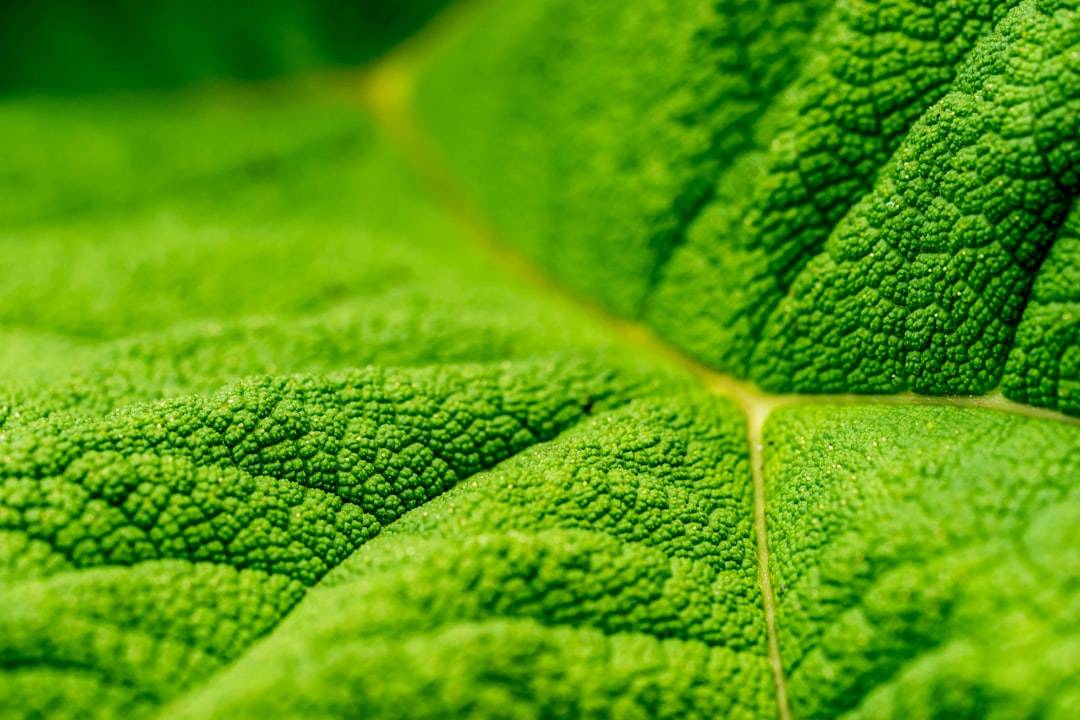 close up photo of green leaf (photographie d’illustration)