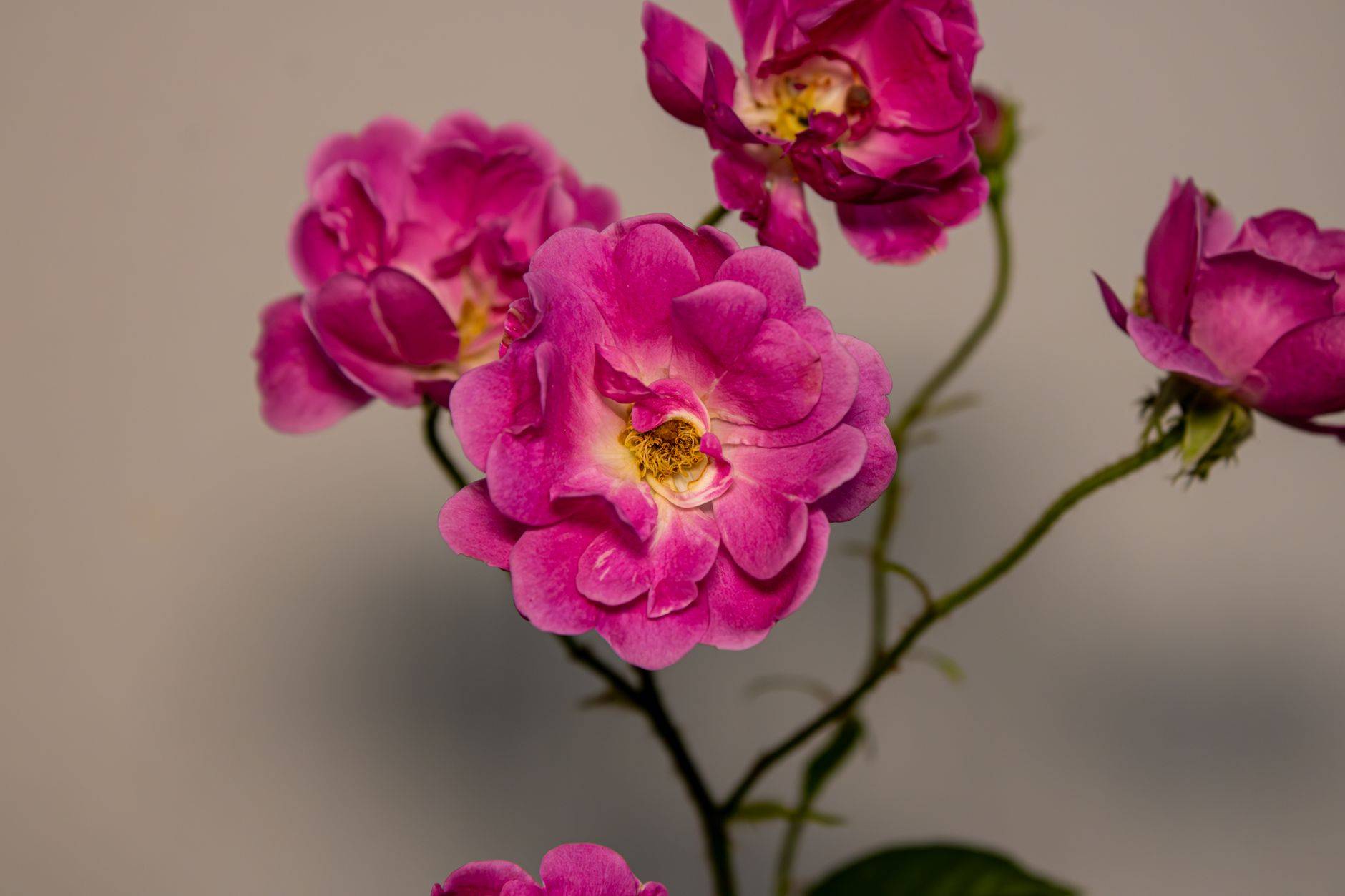 A striking close-up of pink roses showcasing delicate petals on a neutral background. (photographie d’illustration)