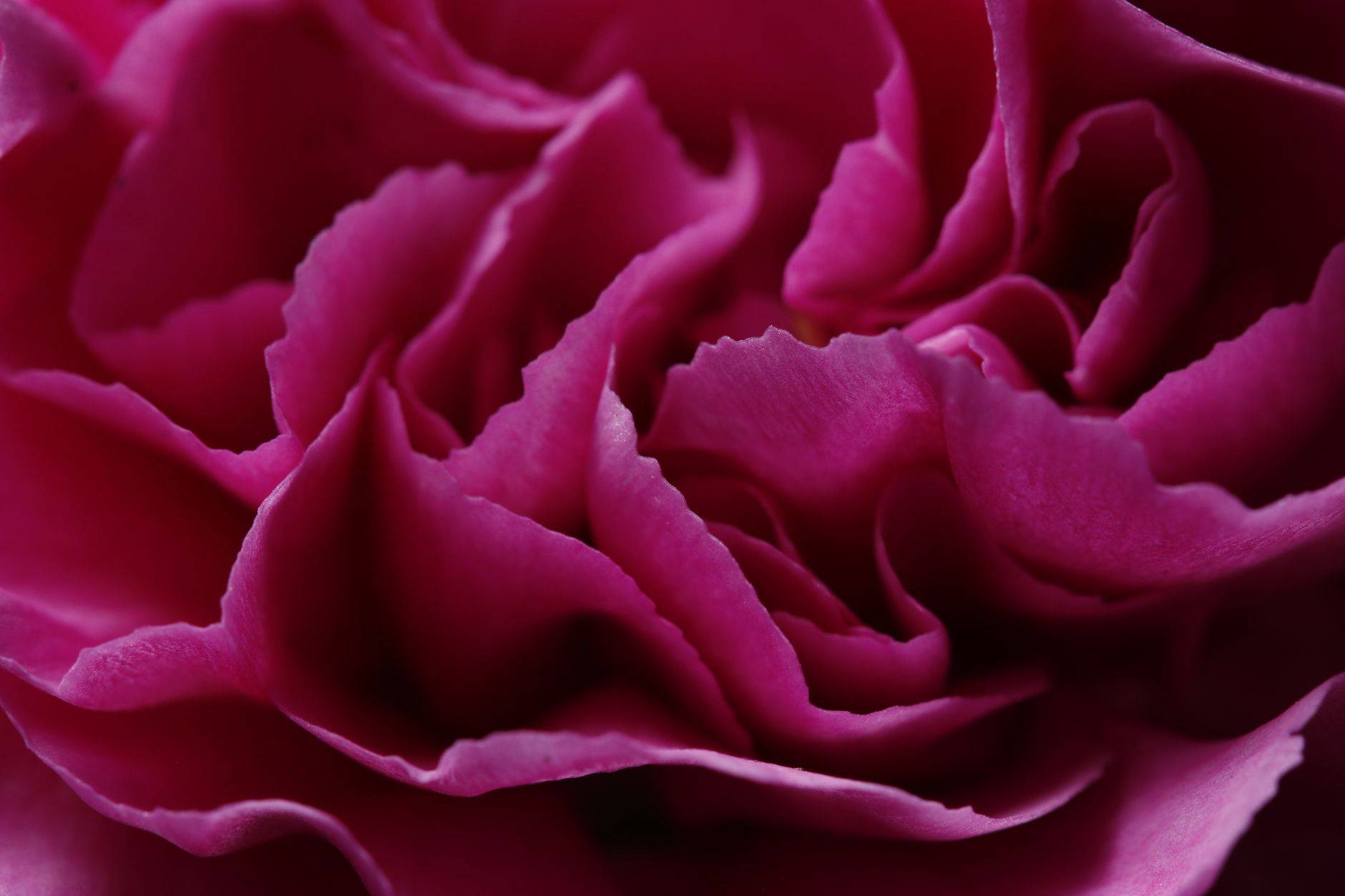 Detailed close-up of vibrant pink flower petals showcasing natural beauty and elegance. (photographie d’illustration)