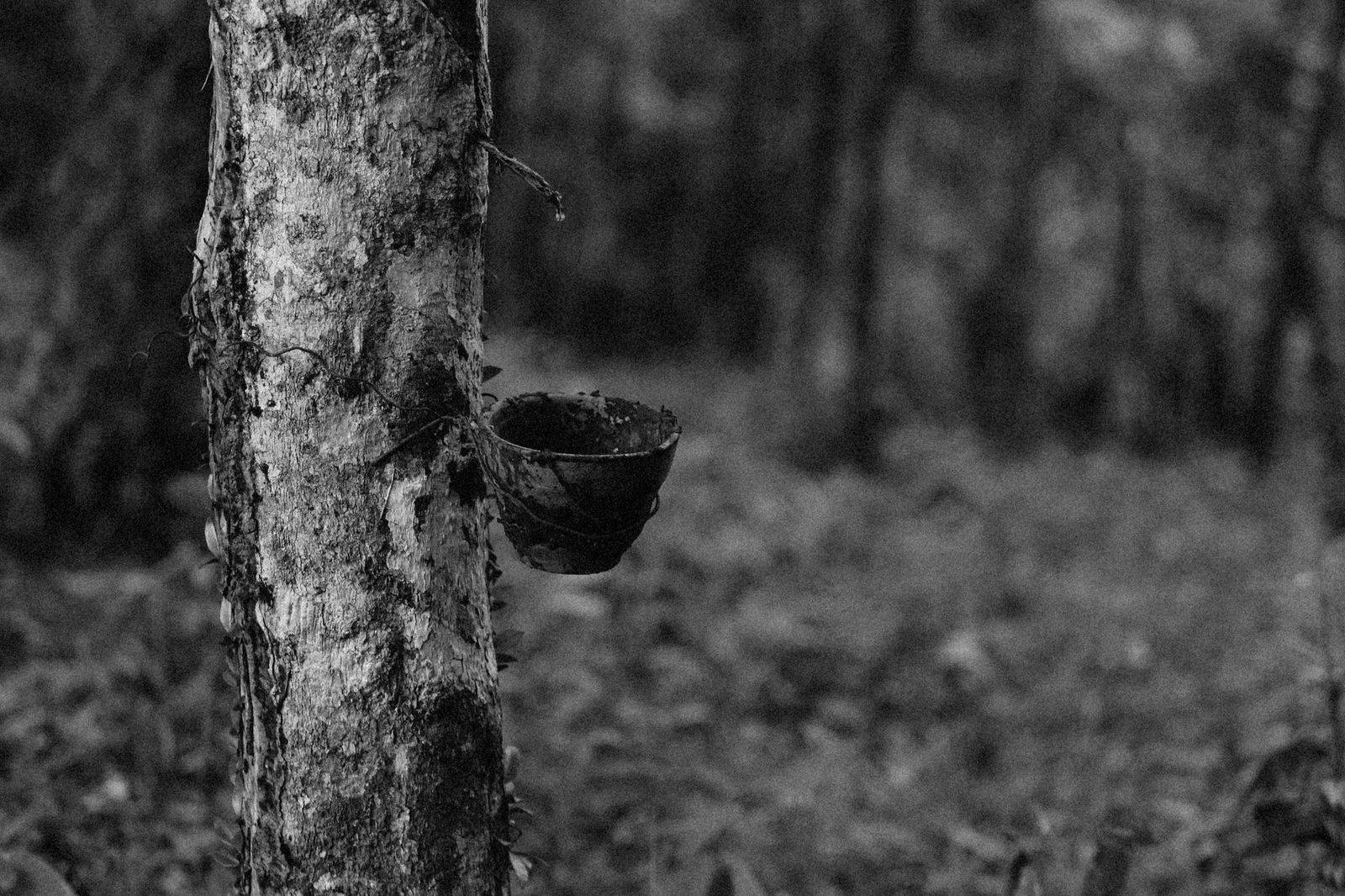 Black and white image of a rubber tree with collection cup in a forest setting. (photographie d’illustration)