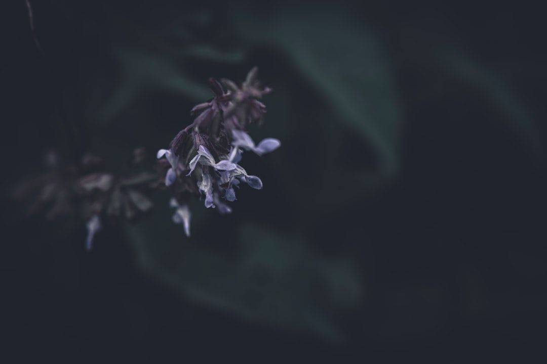 Purple meadow clary sage flowers (photographie d’illustration)