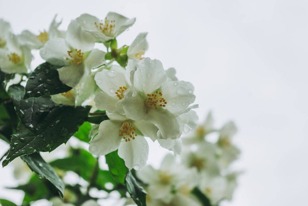 a close up of white flowers with green leaves (photographie d’illustration)