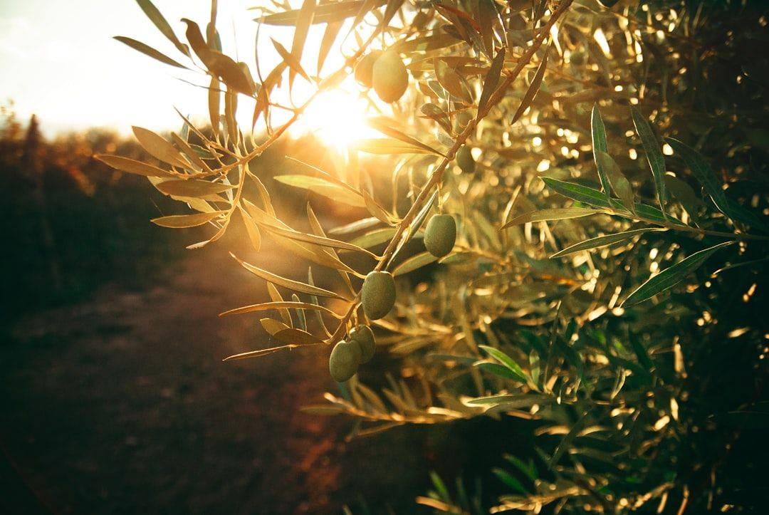 green plant with yellow flowers (photographie d’illustration)