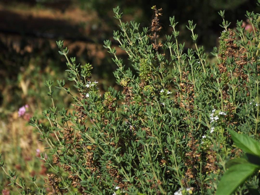 Thyme plant with flower and seed head in Crete, Greece (photographie d’illustration)