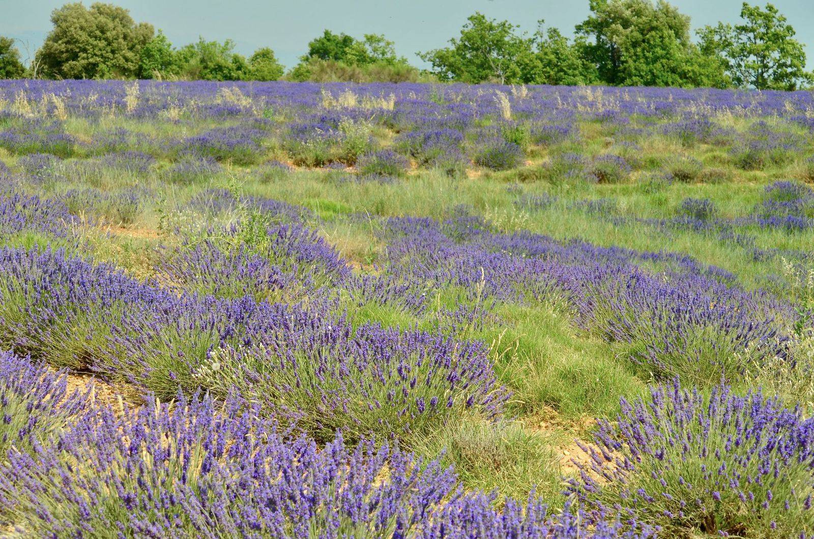 Vast lavender fields in bloom in Apt, Provence, capturing the essence of summer. (photographie d’illustration)