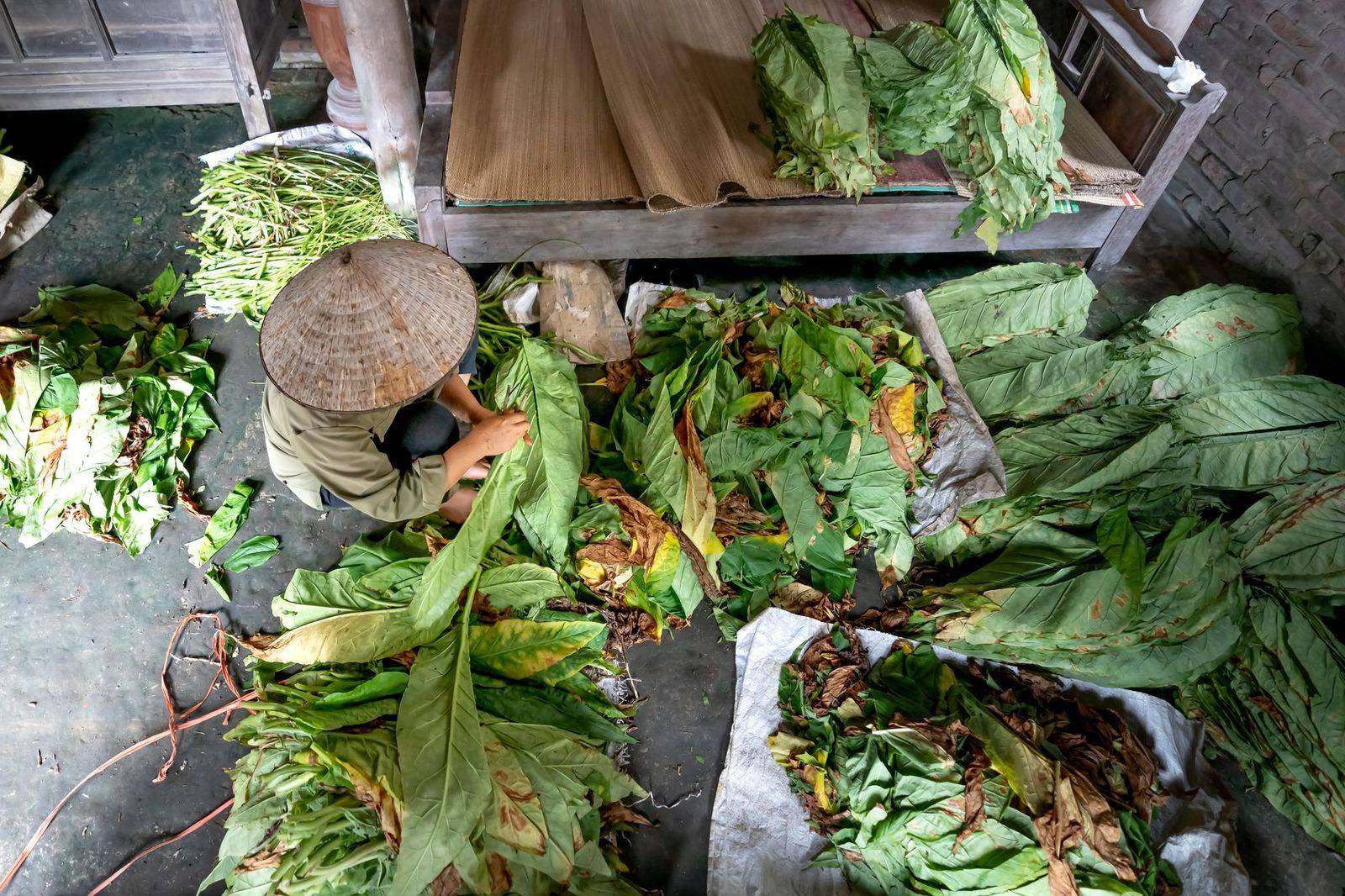 From above of unrecognizable ethnic person working with fresh verdant leaves near gray shelf (photographie d’illustration)