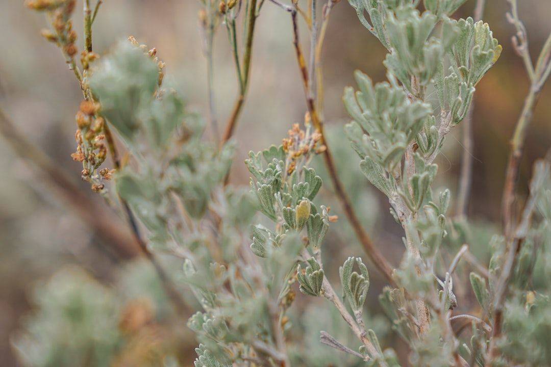 a close up of a plant with small leaves (photographie d’illustration)