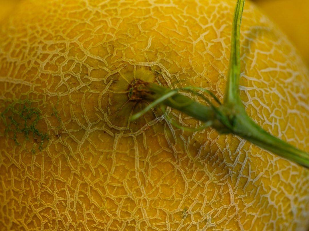 natural melon fruit close-up (photographie d’illustration)