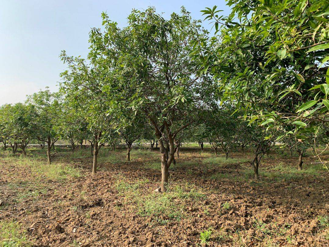 a field with a lot of trees in the middle of it (photographie d’illustration)