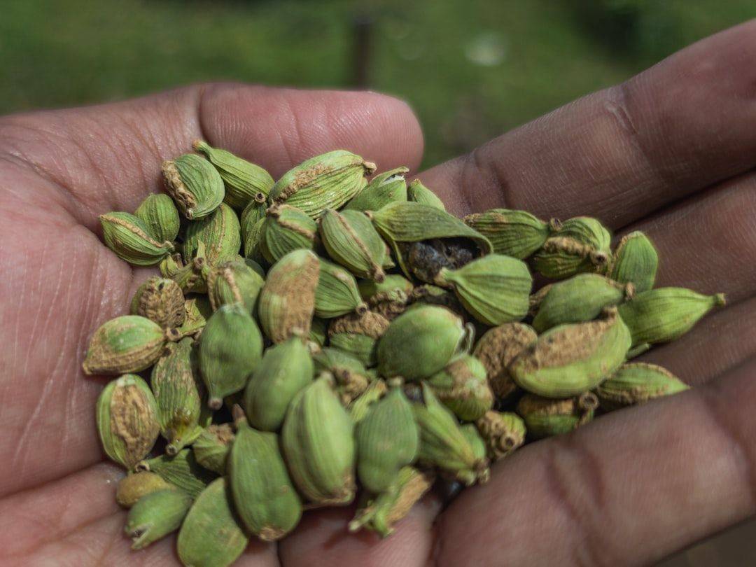 Green cardamom pods held in a person's hand (photographie d’illustration)