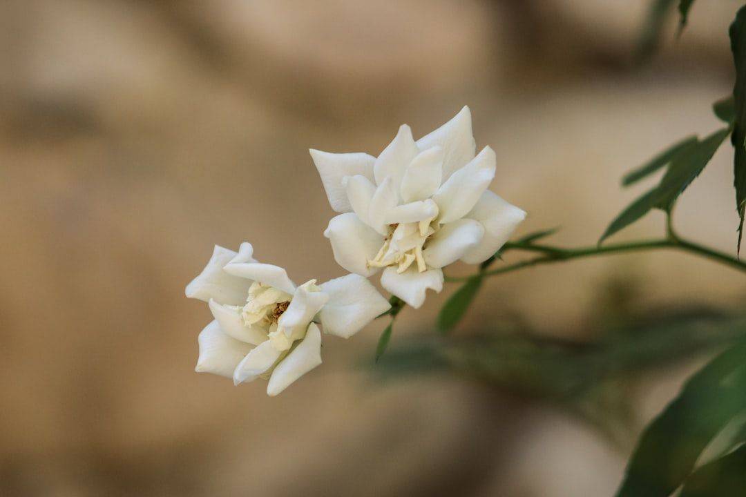 a close-up of some flowers (photographie d’illustration)