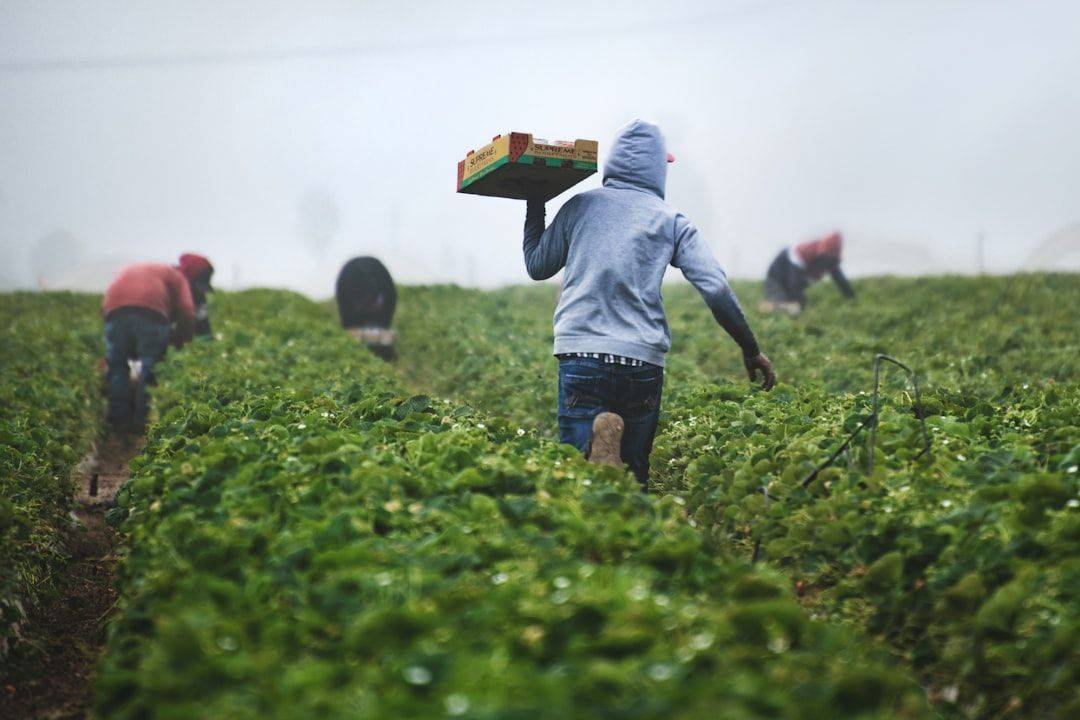 Fast Strawberries | When strawberries are harvested, the pickers are paid by the box, so they run with their filled boxes to ensure they can pick as many as possible and earn enough money during harvest season. Be thankful for those who get food to our tables. (photographie d’illustration)